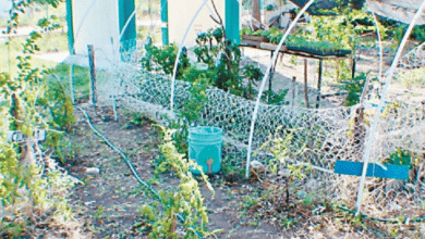 Recuperan plantas medicinales en el Jardín Etnobotánico “Tsaak Xiu” de Champotón